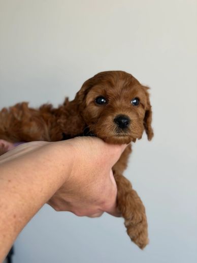 Goldendoodle puppies for sale near me