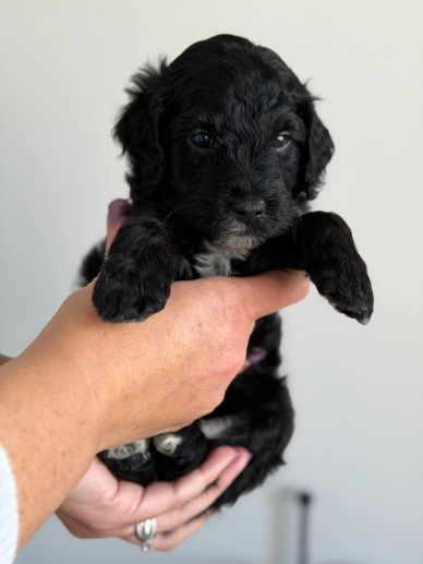 Toy Goldendoodle for sale seattle