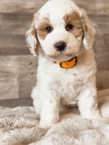 puppies for sale