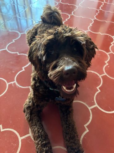Best Golden doodle breeder portland