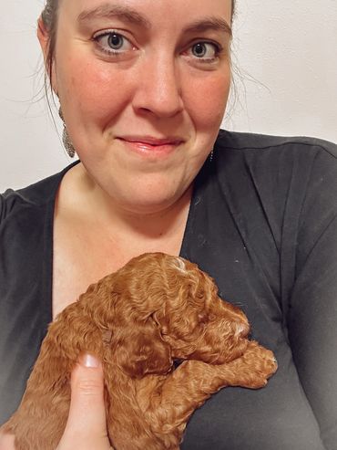Goldendoodle breeder portland oregon