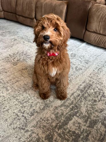 Golden doodle breeder Salem