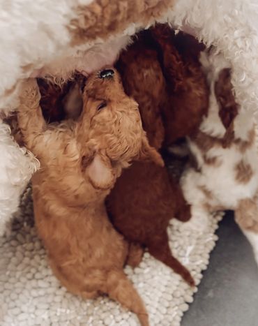 portland golden doodle breeder