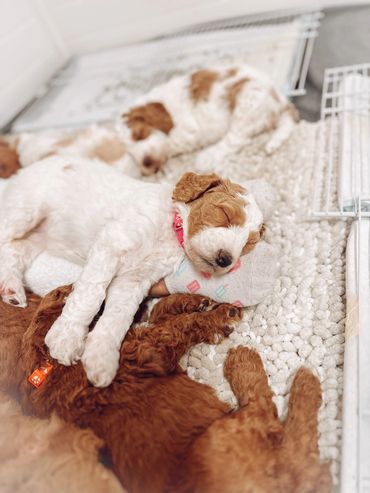Sleeping golden doodle puppies