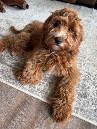 Mini goldendoodle breeder idaho