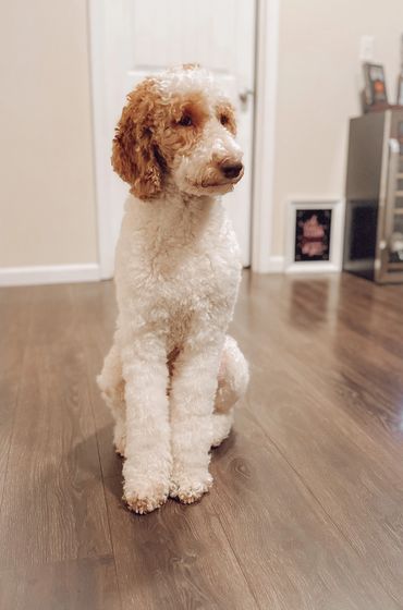 Multigen goldendoodle