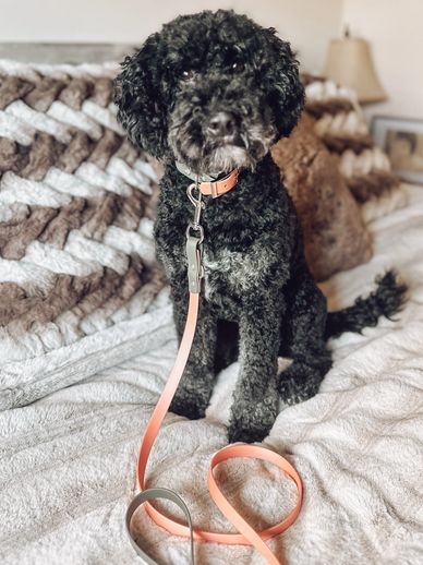 best mini goldendoodle breeder portland