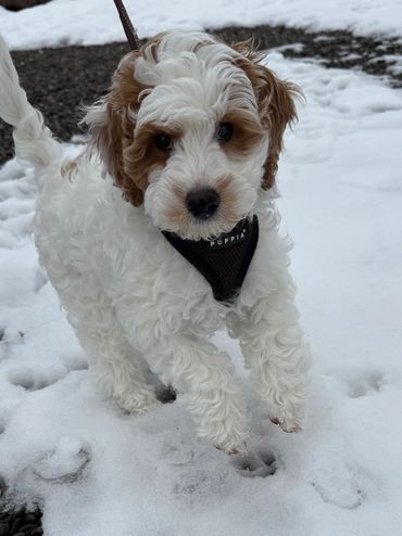 Best mini Goldendoodle breeder eugene