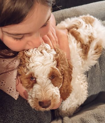 Goldendoodle puppy for adoption
