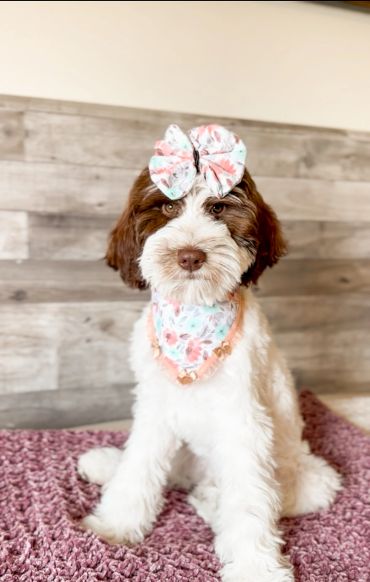 Doodle pups for sale