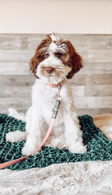 Mini goldendoodle breeder