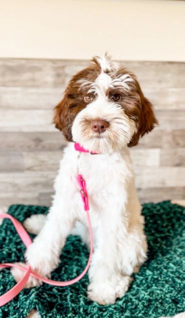 mini Goldendoodle puppies for sale