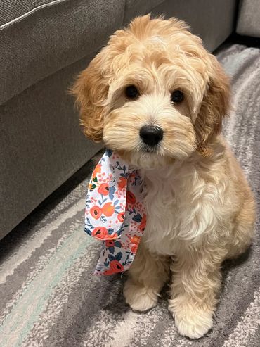 Mini Goldendoodle breeder Portland