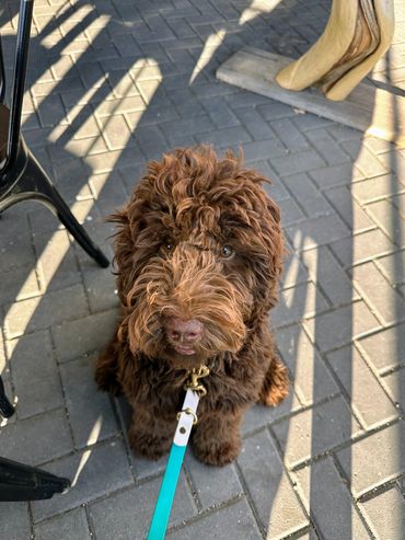 Mini golden doodle breeder oregon