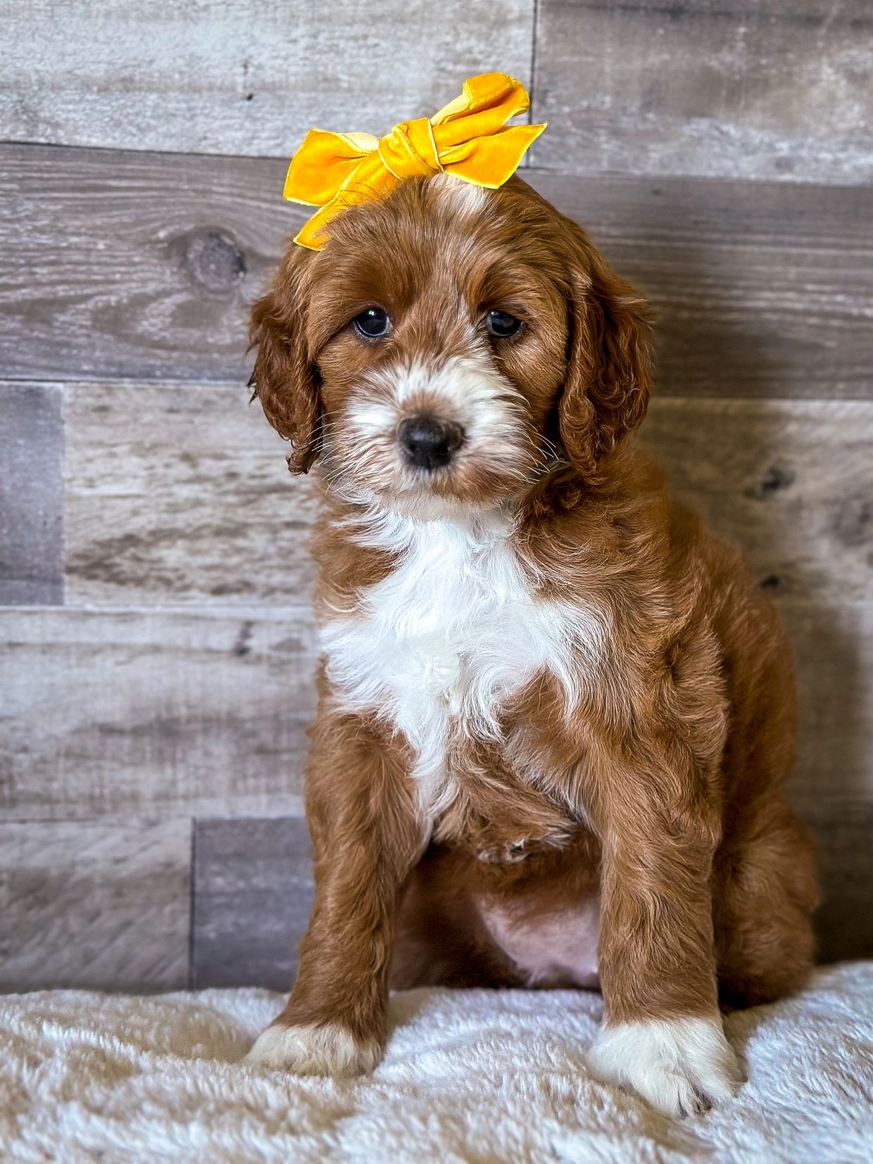 Mini Goldendoodle for adoption
