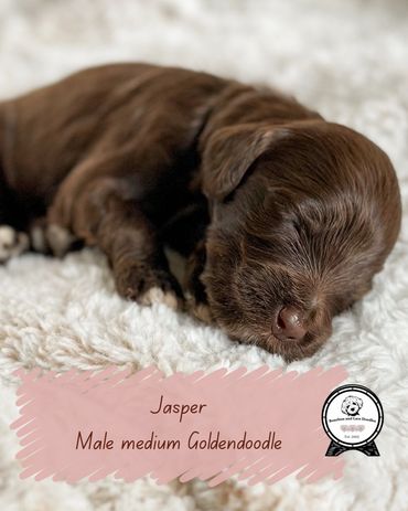 Chocolate Goldendoodle oregon