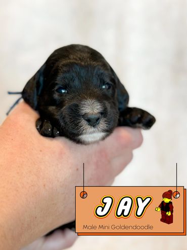 Black golden doodle for sale