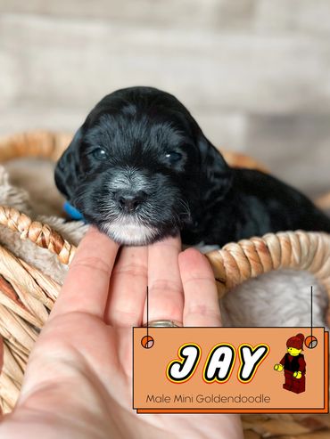 Black golden doodle breeder