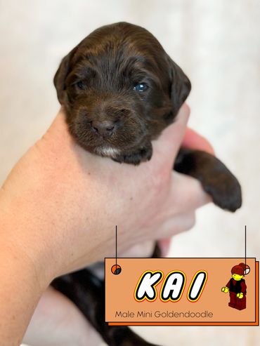 Chocolate mini Goldendoodle for sale