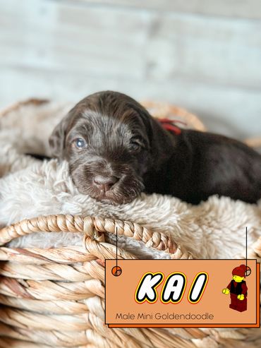 Chocolate mini golden doodle