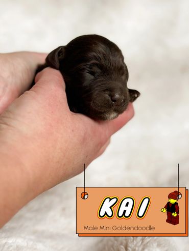 Chocolate mini goldendoodle