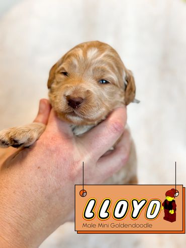 Caramel Goldendoodle for sale