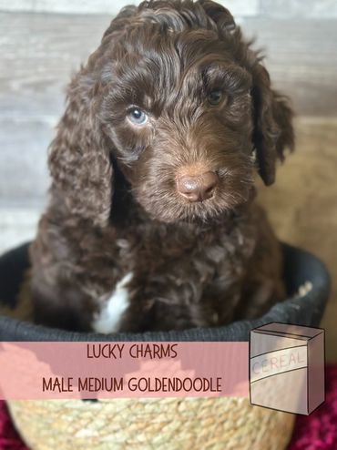 Best Goldendoodle breeder portland