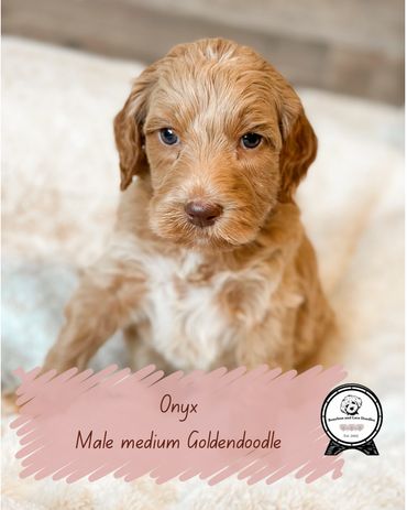 Medium Goldendoodle for sale
