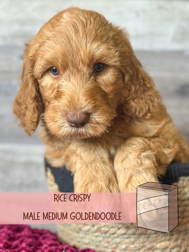 Best golden doodle breeder eugene