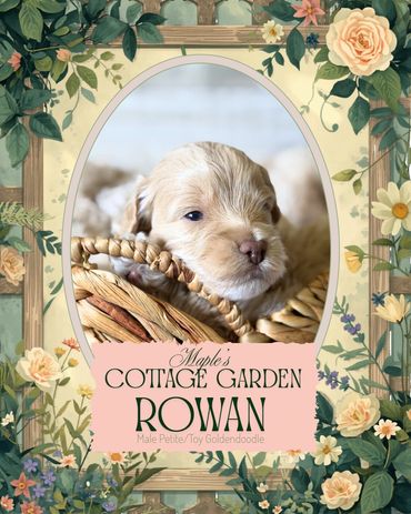 Petite Goldendoodle breeder