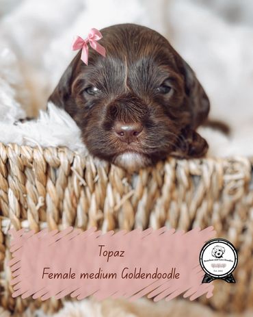 Best golden doodles in oregon