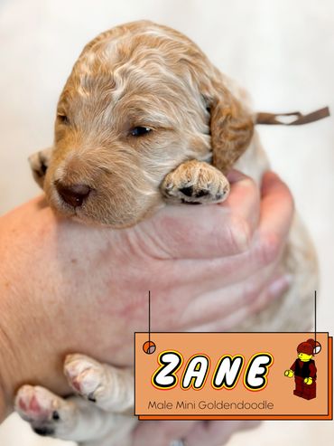 Apricot doodle for sale