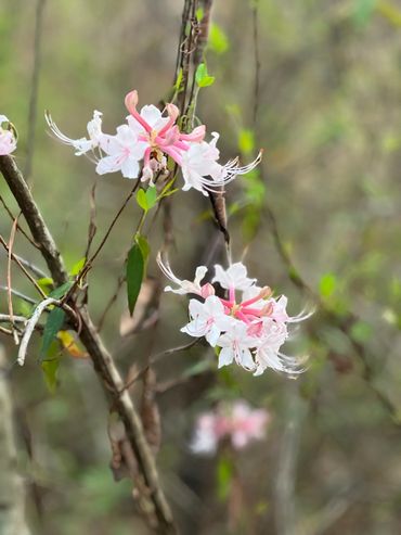 Wildflowers