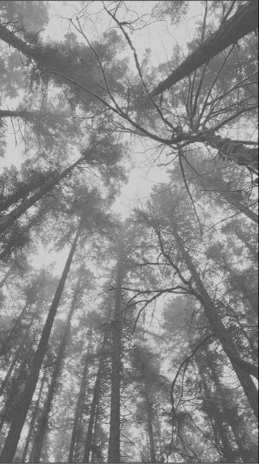 Longleaf pine