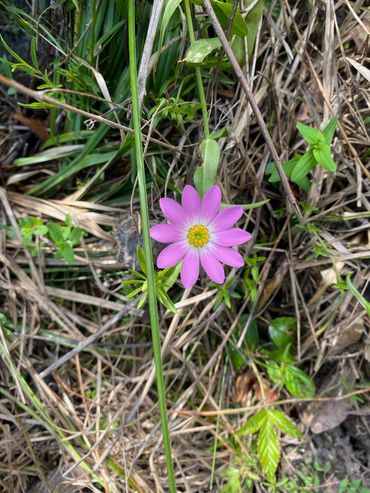 Wildflowers