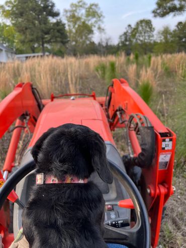 Dog on tractor