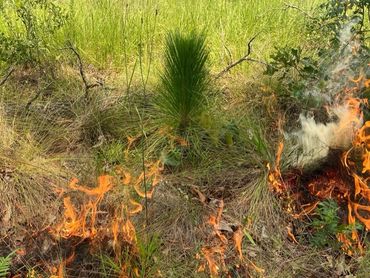 Prescribed burn