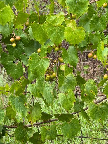 Muscadines