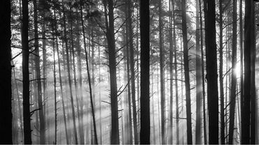 Longleaf pine