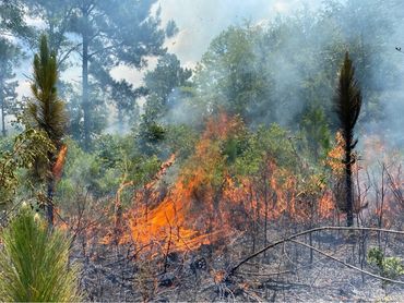 Prescribed burn