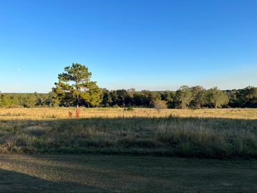 Field