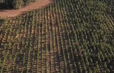 Controlling competition mechanically in the longleaf stand (bush hog)