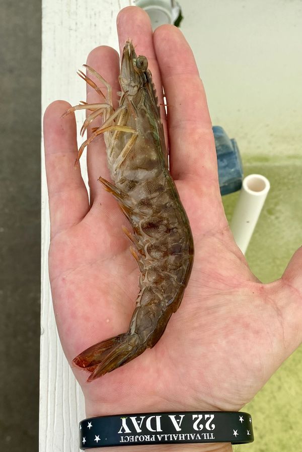 Handpicked  Live Shrimp