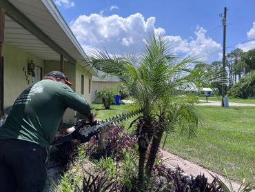 Murphy’s Ranch team member trimming a palm tree beside a landscaped walkway.