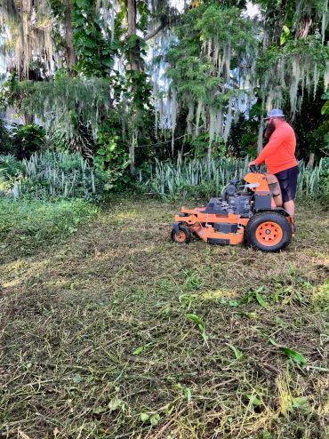 Team member using commercial equipment to clear tall vegetation beneath mature trees.