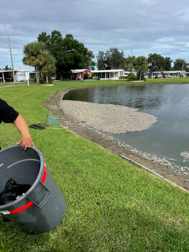 Worker removing dead fish along the shoreline of a community pond.