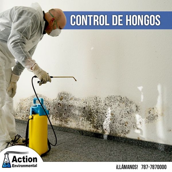 Mold Remediation