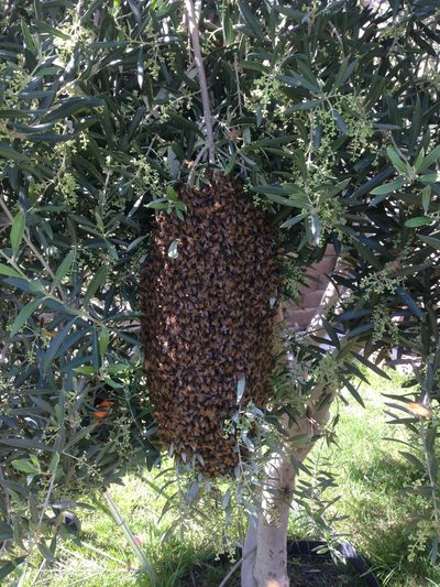 This photo is a swarm.