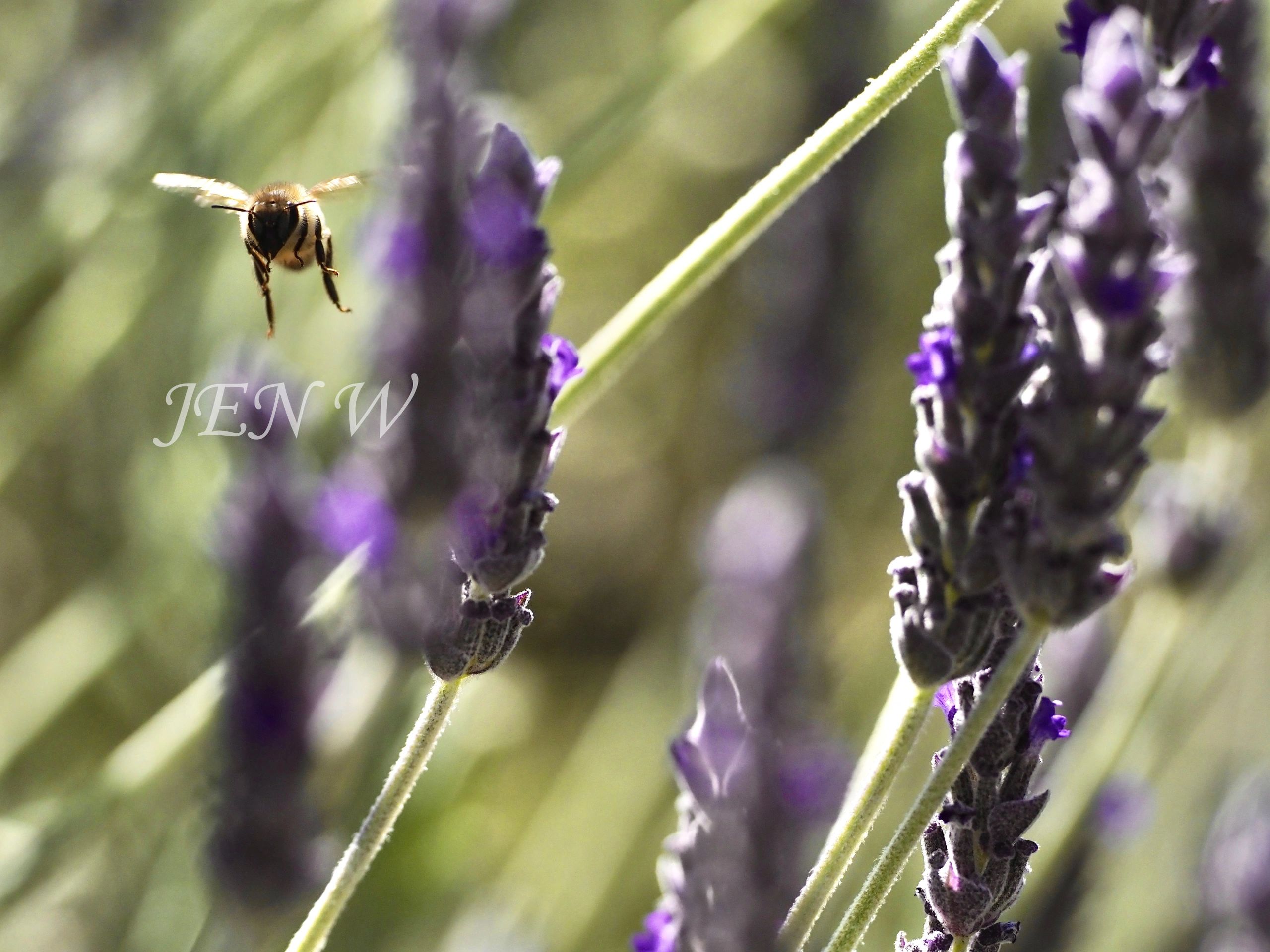 photo taken by my good friend Jen Waicukauski