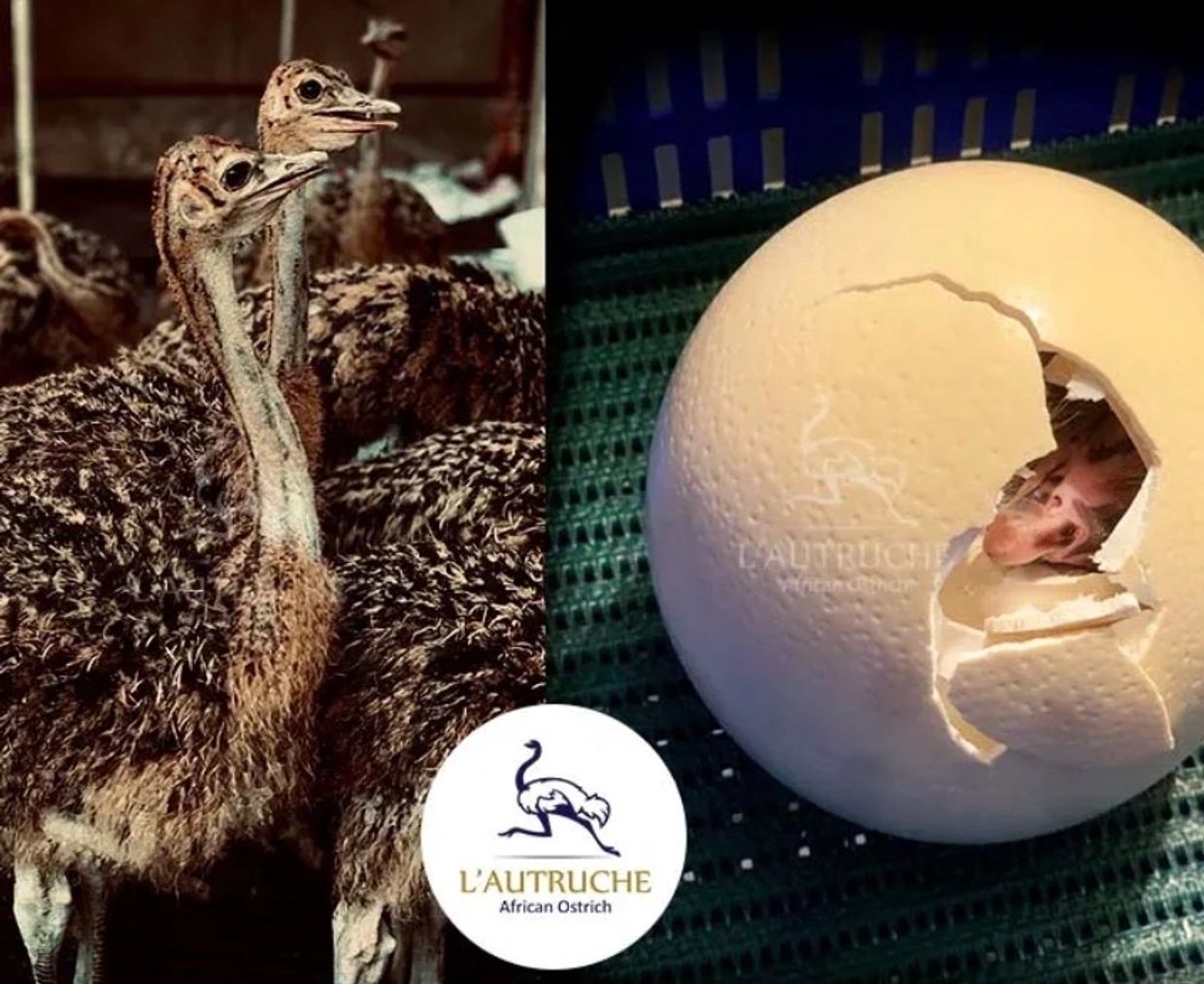 Ostrich chick and egg hatching
